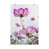 101894-41.jpg Pink Cosmos I Poster