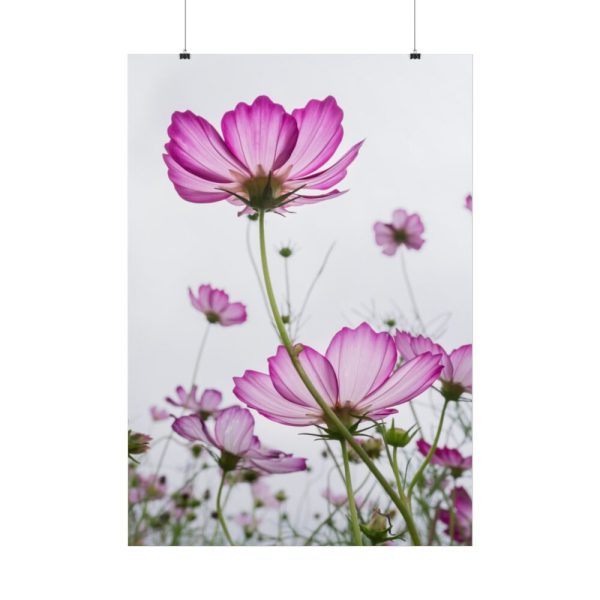101894-41.jpg Pink Cosmos I Poster
