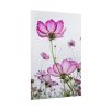 101894-42.jpg Pink Cosmos I Poster