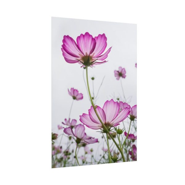 101894-42.jpg Pink Cosmos I Poster