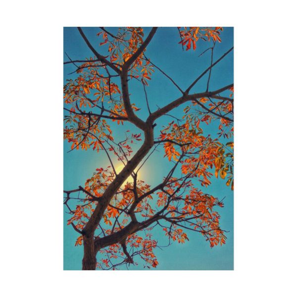 101894-60.jpg Autumn Sky Poster