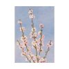 101894-65.jpg Plum Branches with blossoms Poster