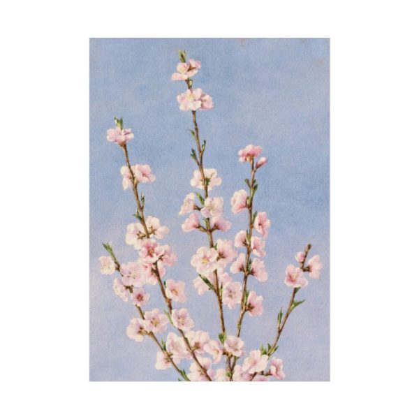 101894-65.jpg Plum Branches with blossoms Poster