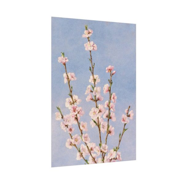 101894-67.jpg Plum Branches with blossoms Poster