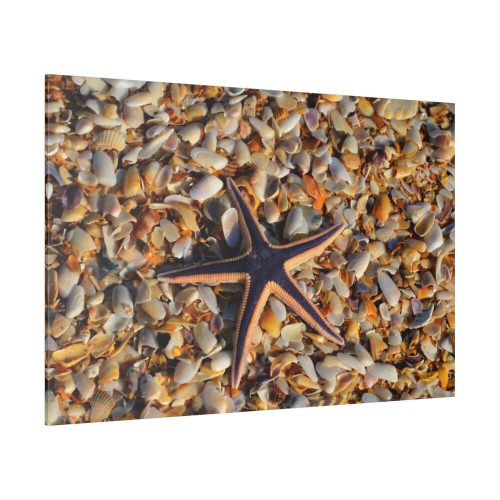 82227-176.jpg Starfish And Shells Standard Canvas