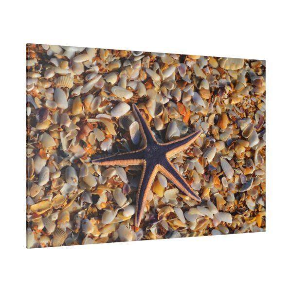 82227-176.jpg Starfish And Shells Standard Canvas