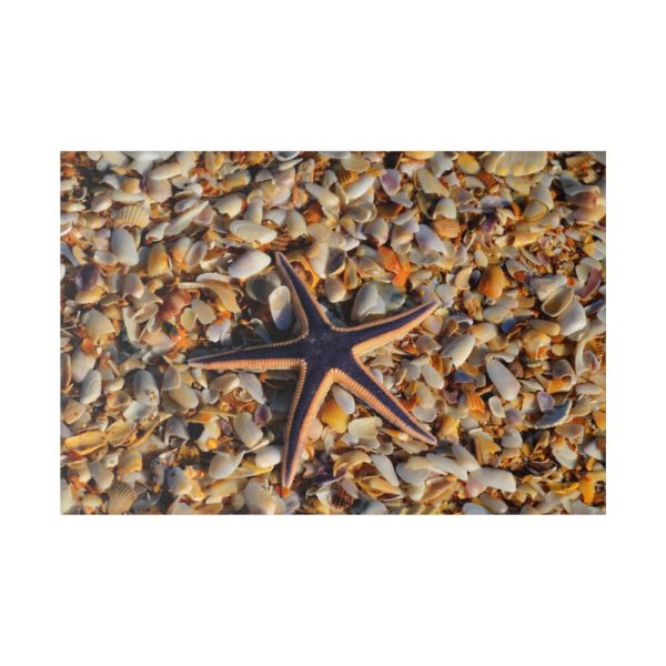 82227-177.jpg Starfish And Shells Standard Canvas