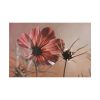 82227-97.jpg Pink Cosmos II Standard Canvas