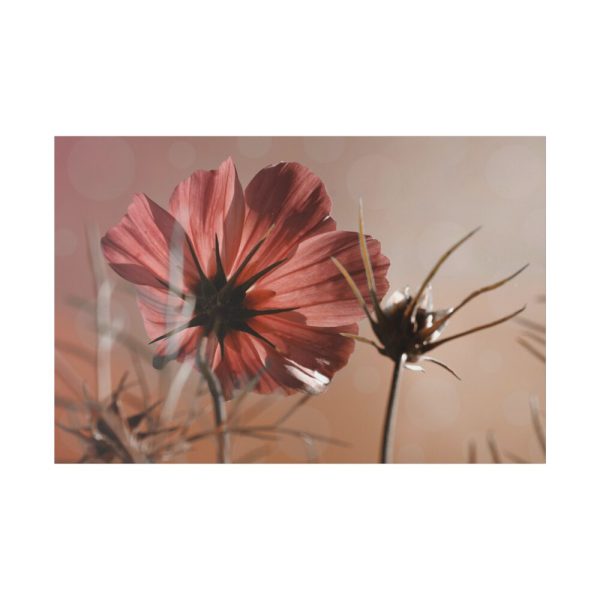 82227-97.jpg Pink Cosmos II Standard Canvas