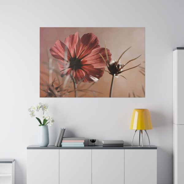 82227-99.jpg Pink Cosmos II Standard Canvas
