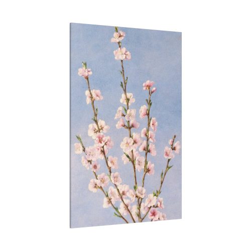 82237-16.jpg Plum Branches with blossoms Standard Canvas