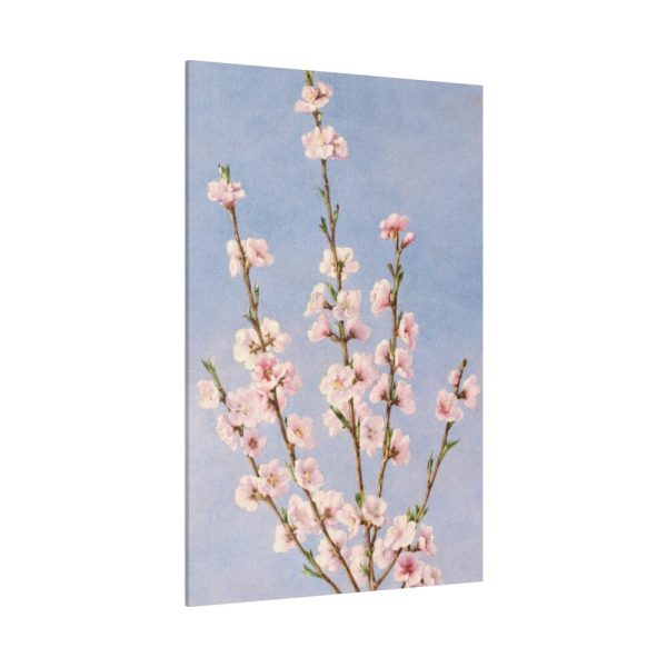 82237-16.jpg Plum Branches with blossoms Standard Canvas