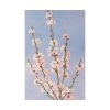 82237-17.jpg Plum Branches with blossoms Standard Canvas