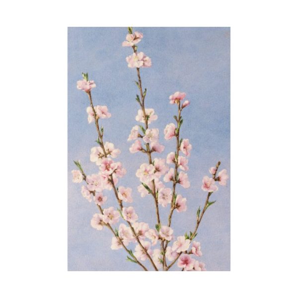 82237-17.jpg Plum Branches with blossoms Standard Canvas