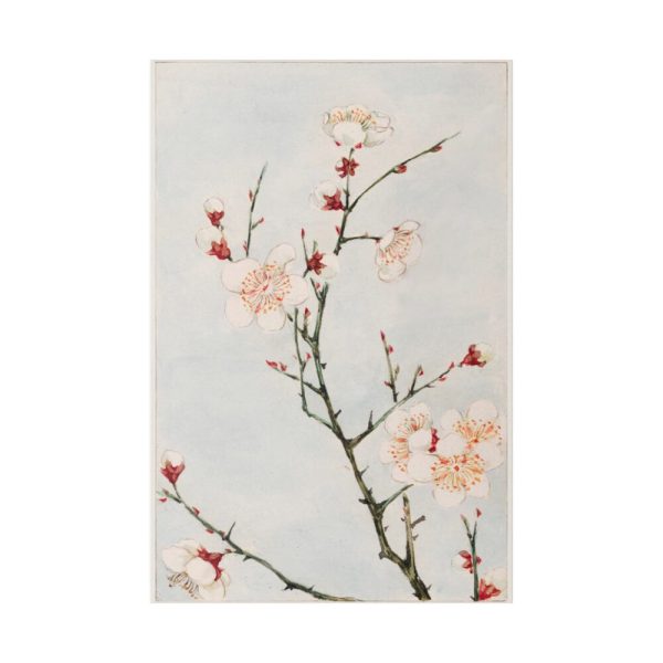 82237-21.jpg Peach Blossoms Standard Canvas