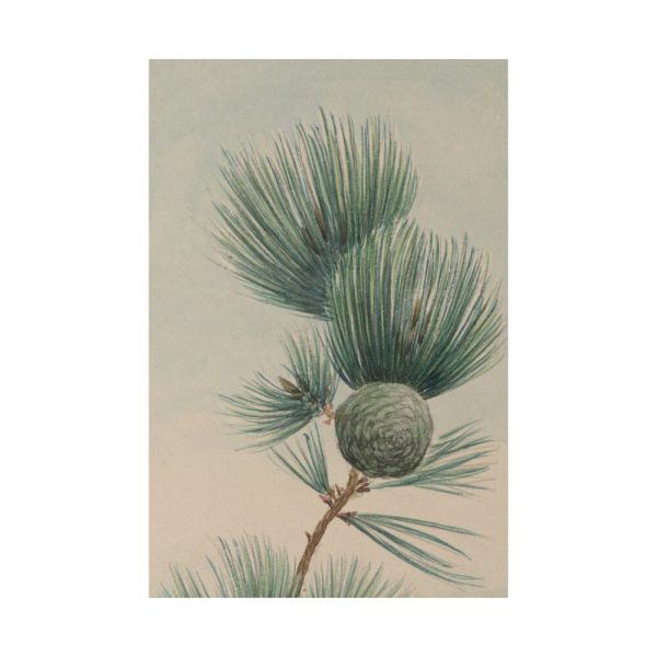 82237-49.jpg Wild Plant Standard Canvas