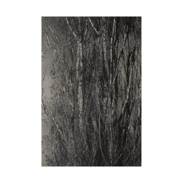 82237-5.jpg Dying Poplar and Live Branch Standard Canvas
