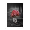 82237-56.jpg Amanita Muscaria Standard Canvas