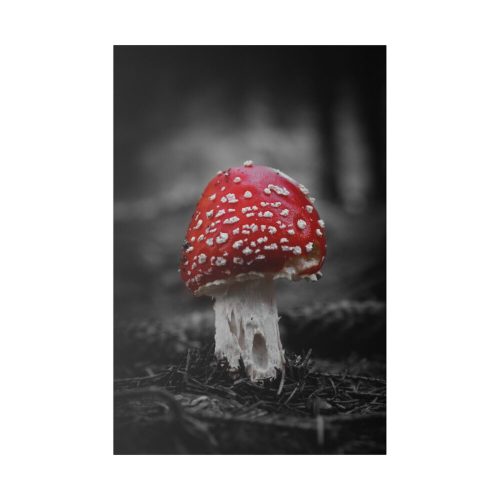 82237-56.jpg Amanita Muscaria Standard Canvas