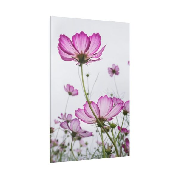 82237-8.jpg Pink Cosmos I Standard Canvas
