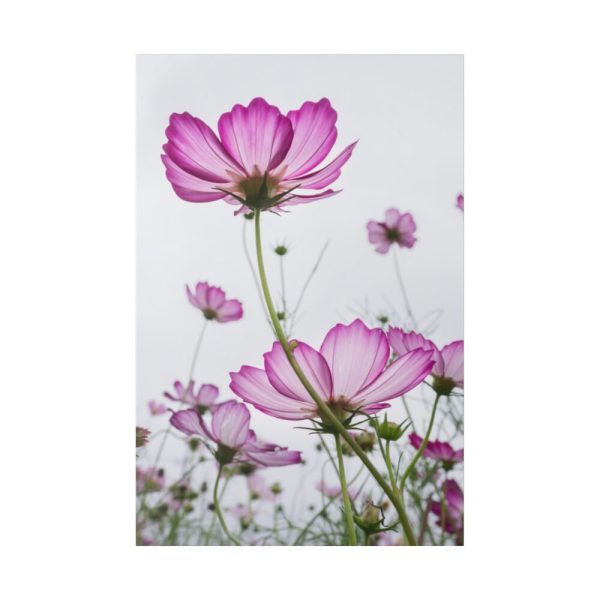 82237-9.jpg Pink Cosmos I Standard Canvas