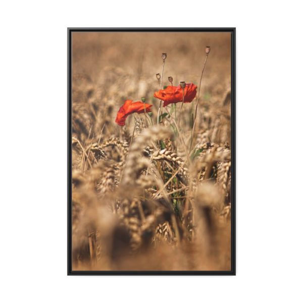 88299-111.jpg Poppy in Cornfield Framed Canvas