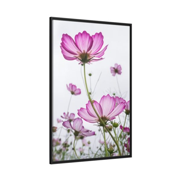 88299-30.jpg Pink Cosmos I Framed Canvas