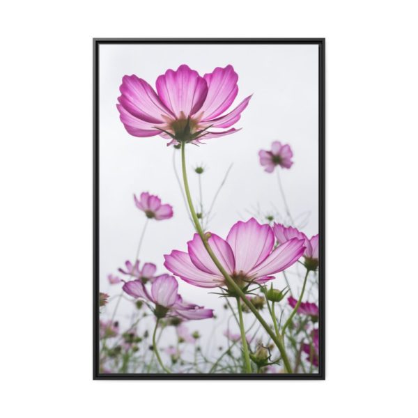 88299-31.jpg Pink Cosmos I Framed Canvas