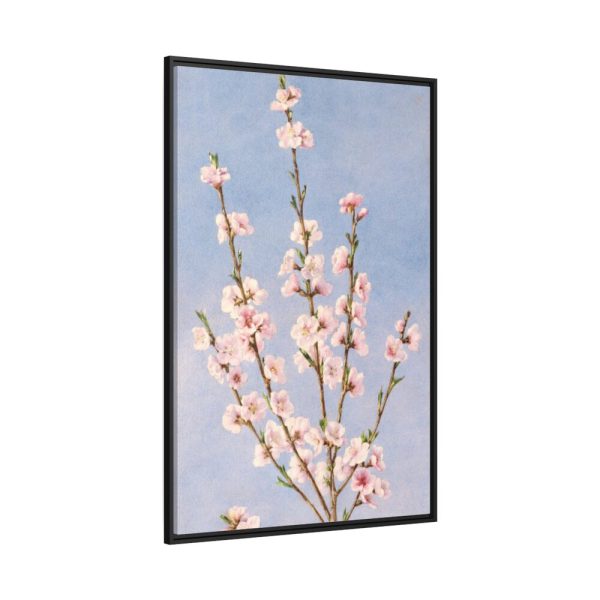 88299-50.jpg Plum Branches with blossoms Framed Canvas