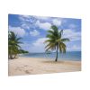91638-215.jpg Coast With Palm Tree Standard Canvas