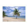 91638-216.jpg Coast With Palm Tree Standard Canvas