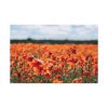 91638-336.jpg Beautiful Red Field Standard Canvas