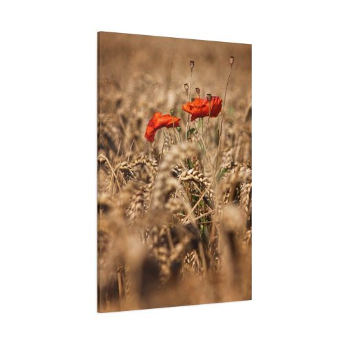 91655-35.jpg Poppy in Cornfield Standard Canvas