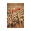 91655-36.jpg Poppy in Cornfield Standard Canvas