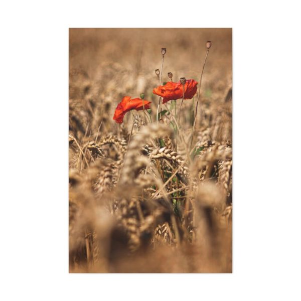 91655-36.jpg Poppy in Cornfield Standard Canvas
