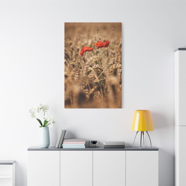 91655-37.jpg Poppy in Cornfield Standard Canvas