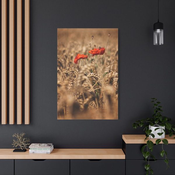 91655-38.jpg Poppy in Cornfield Standard Canvas