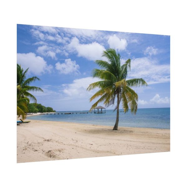 Coast With Palm Tree Poster