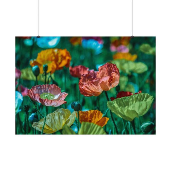 92408-426.jpg Colorful Blooming Poppies Poster
