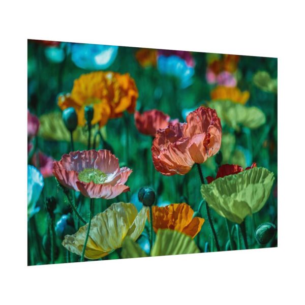 92408-427.jpg Colorful Blooming Poppies Poster
