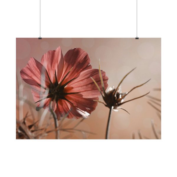 92408-456.jpg Pink Cosmos II Poster