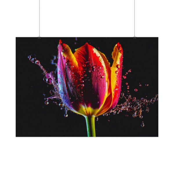 92408-626.jpg Close-up Shot Tulip Poster