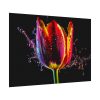 92408-627.jpg Close-up Shot Tulip Poster