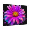 92408-682.jpg Colorful Daisy Poster