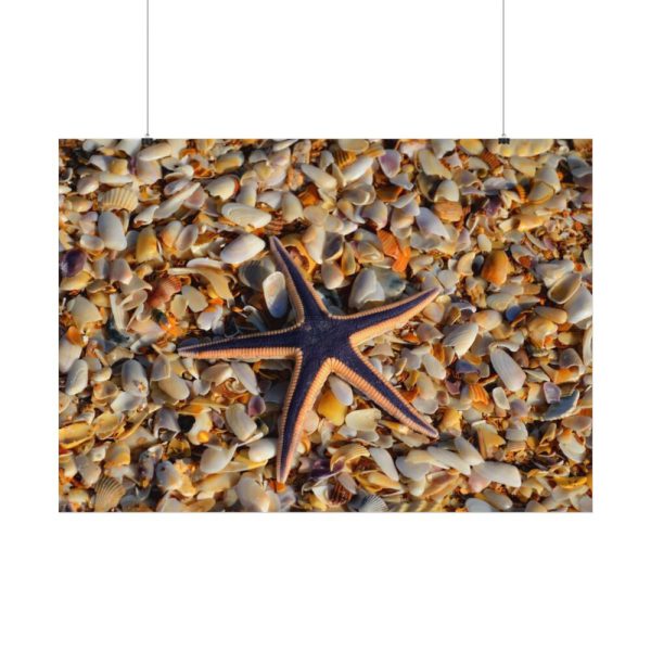 Starfish And Shells Poster