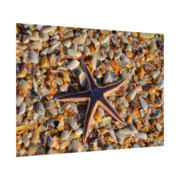 Starfish And Shells Poster