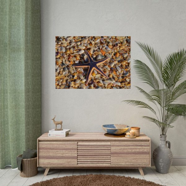 Starfish And Shells Poster