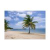 Coast With Palm Tree Poster