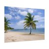 Coast With Palm Tree Poster