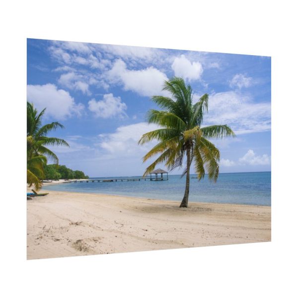 Coast With Palm Tree Poster